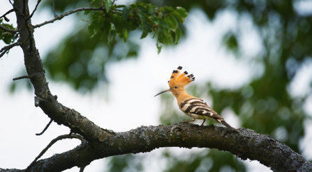 Crested Hoopoe Upupa epops it flies to the nest and carries food for the female for the young, the best photo.の写真素材