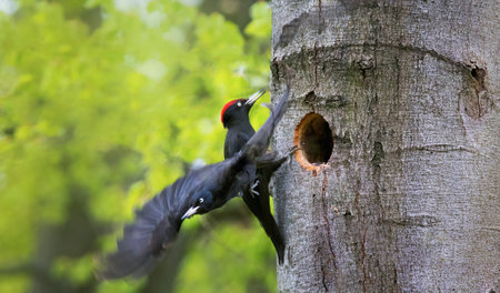Pair female and male black woodpecker on the old tree branch, the best photo.の写真素材