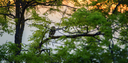 Athene noctua sitting on a tree branch at sunset and secretly watching, the best photo.