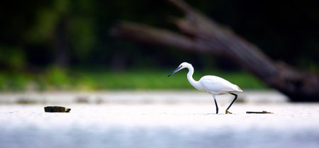 Egretta garzetta it fishes in shallow water and uses its wings to catch fish, the best photo.の写真素材