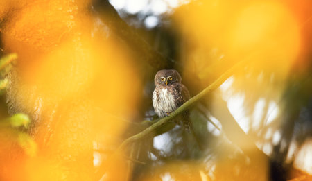 Glaucidium passerinum sits on a branch at night and looks at the prey, the best photo
