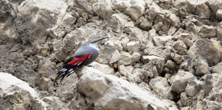 Tichodroma muraria hops on the rock and looks for food in the crevices of the rock, the best photo.の写真素材