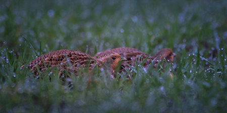 Gray partridge Perdix perdix crouching in pairs in the grass, trying to be invisible, the best...