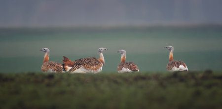 Otis tarda he walks in the field and in the mood of spring waits for courtship and mating, the best photo.の写真素材