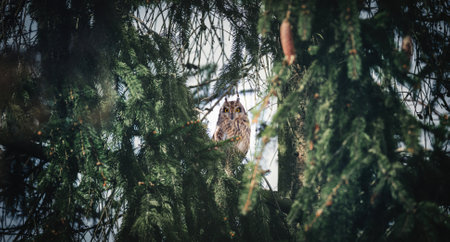 Asio flammeus he sits on a tree branch and looks around, the best photo.の写真素材