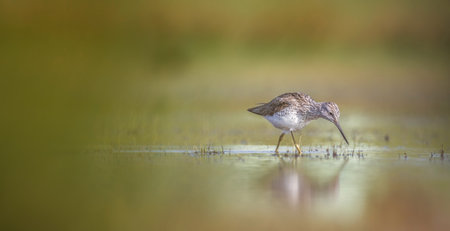 Tringa ochropus walks in a puddle of water and looks for food, the best photo.