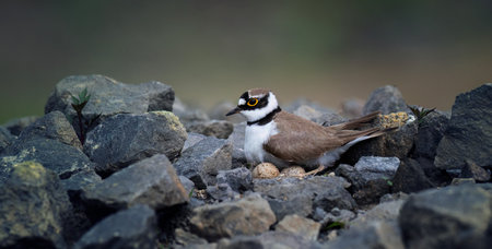 Charadrius dubius little ringed plover sits on the eggs and guards the nest, the best photo.