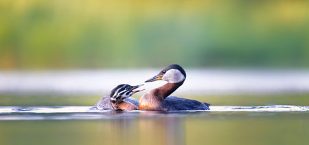 The Podiceps grisegena swims with her baby in the water, looking for food, the best photo.