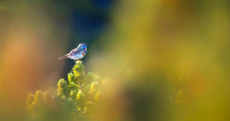 Luscinia svecica svecica he sits on his knees under Snow in the Giant Mountains and looks out for his partner, the best photo.の写真素材