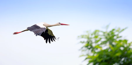 White Stork Ciconia ciconia flying in the sky, the best photo.の写真素材