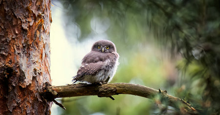 Glaucidium passerinum sits on a branch and looks at the prey