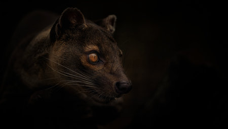 Rare fossa Cryptoprocta ferox stares and watches around.の写真素材