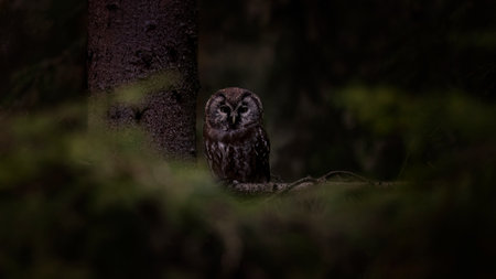 Aegolius funereus sits on a branch and looks at the preyの写真素材