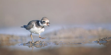 Charadrius dubius little ringed plover in natural habitat.の写真素材
