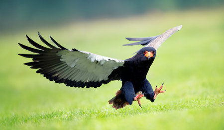 The bateleur or Terathopius ecaudatus flies above the ground for prey.