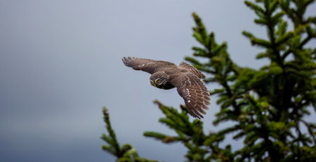 Glaucidium passerinum flies off the top of a tree and hunts for prey.の写真素材