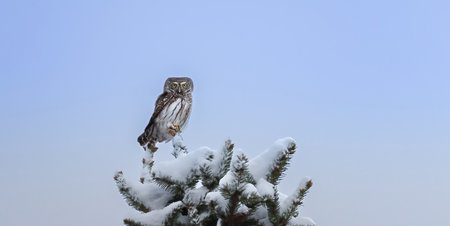 Glaucidium passerinum sits on a branch at night and looks at the prey in winter.の写真素材