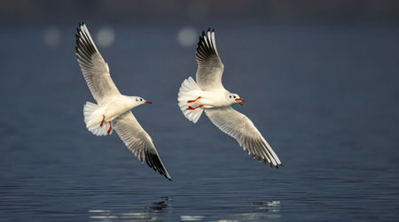 Wildlife background of seagull hunting on a pond, flies over the water and catches fish, has fish in its beak.の写真素材