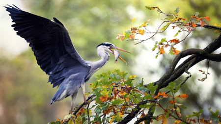 Egretta garzetta caught a fish in the water and flew up a tree to eat it.の写真素材