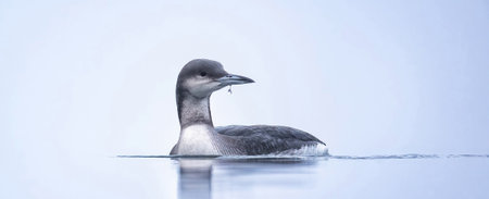 Gavia arctica floats on the water lake Most and search of food.の写真素材