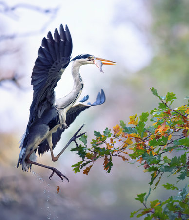 Egretta garzetta caught a fish in the water and flew up a tree to eat it.の写真素材