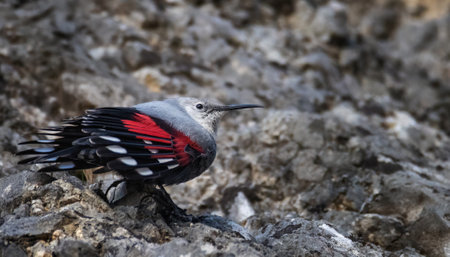 Tichodroma muraria hops on the rock and looks for food in the crevices of the rock.の写真素材