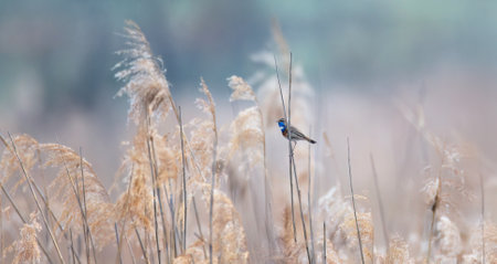 White spotted bluethroat Luscinia svecica cyanecula on a reed stalk.の写真素材