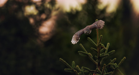 Glaucidium passerinum flies on a branch at night and looks at the preyの写真素材