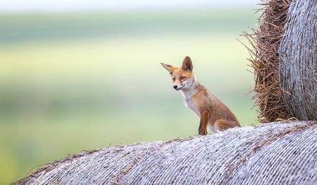 Red fox Vulpes vulpes a baby on a straw bale is looking for its mother, the best photo.