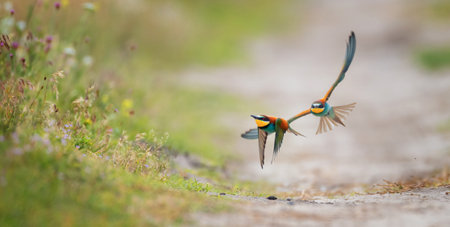 European bee-eater flies over a blooming meadow looking for food, the best ready