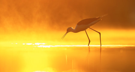 Portrait of Black-winged Stilt walking in the water looking for food in the glow of the rising sun.