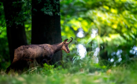 Mountain chamois on a rubble autumn field of the Luzicky Mountains.の写真素材