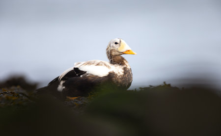 Spectacled Eider Somateria fischeri very rarely found in Europe in the Netherlands near the island...