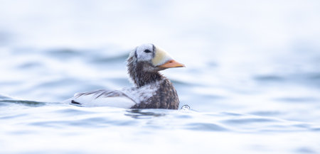 Spectacled Eider Somateria fischeri very rarely found in Europe in the Netherlands near the island of Texel, the best photo.の写真素材