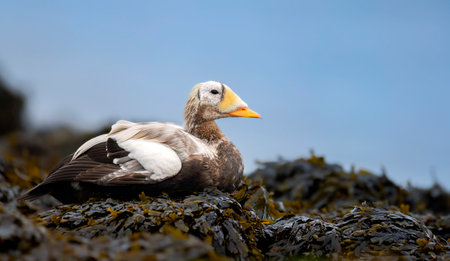 Spectacled Eider Somateria fischeri very rarely found in Europe in the Netherlands near the island of Texel, the best photo.の写真素材