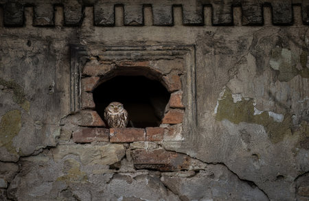 An owl sitting in the window of an old barn, an old building.の写真素材