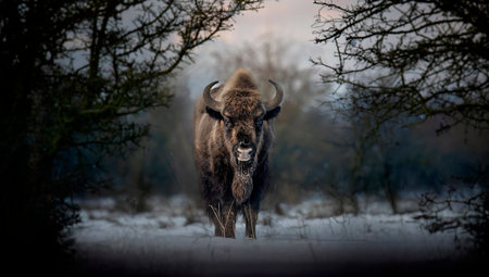 European bison resting on a snow meadow.の写真素材