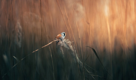 Beautiful nature scene with very nice Bearded Parrotbill Panurus.