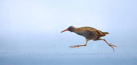 Water Rail Rallus aquaticus funny running on the ice and on the frozen surface of the lake, amazing...