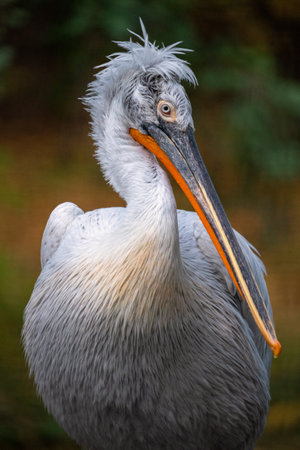 Wildlife scene from European nature. White bird, with long bill in the water. Dalmatian pelican, Pelecanus crispus. Standing on the branch with open beak and resting on the water.の写真素材