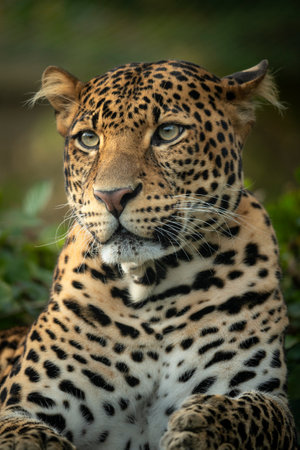 Portrait of a Javan leopard in the wild, South Africa. In the jungle, grass, trees and waiting for spoil. Panthera pardus melas. Morning sun, green background. Dangerous predator.の写真素材
