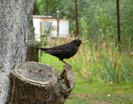 Picture of a blackbird standing on a wooden stump