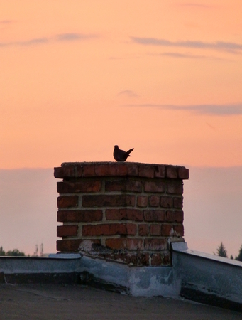 Photo of a blackbird sitting on a chimneyの写真素材