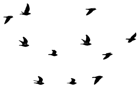 Illustration of a flock of birds on a white backgroundの写真素材