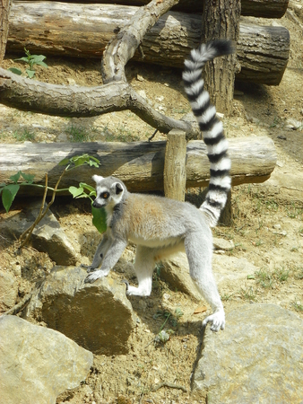 Photo of a ring-tailed lemur standing next to Several wooden logs