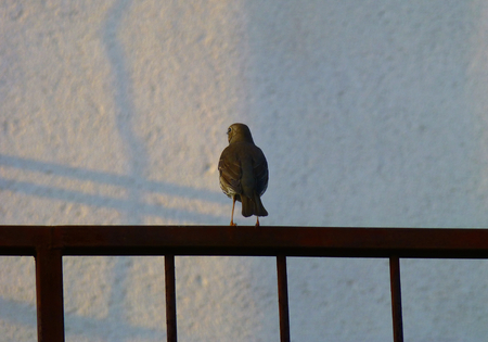 Photo of a thrush sitting on the railing