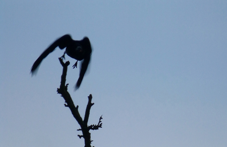 Photo of a black bird taking off from a branchの写真素材