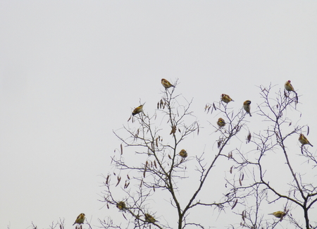 Photo of a flock of European goldfinches sitting on the treeの写真素材