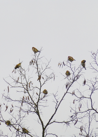 Photo of a small flock of European goldfinches on the treeの写真素材