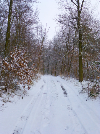 Photo of a forest covered in snowの写真素材